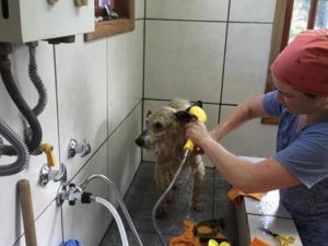 bathing-and-grooming-2