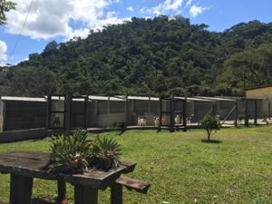  Main Kennel Area & Exercise Yard 