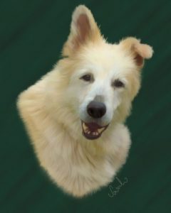 Hand paintedpet portrait of a white german shepherd dog. Painted for Dogs in Brazil