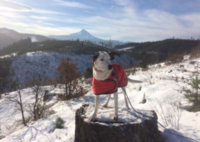 Snoopy at Columbia Gorge Trail Dogs