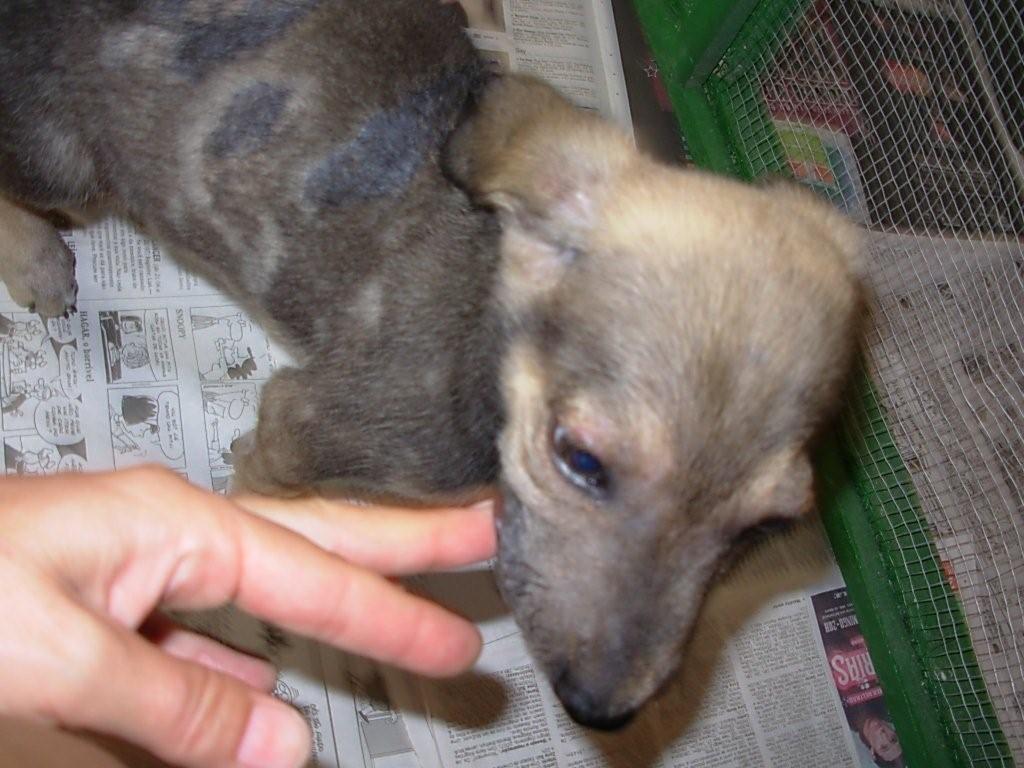 Pluto | Dogs In Brazil